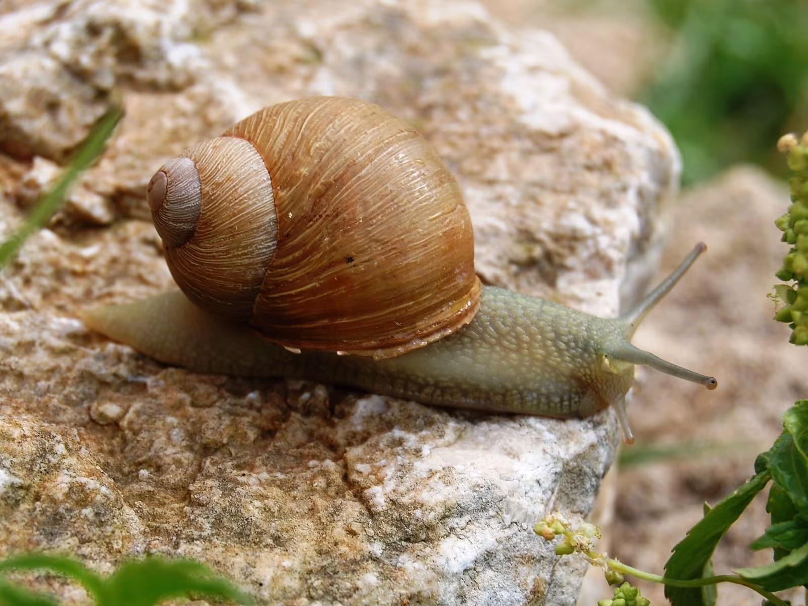 Chiocciola di Mazzulli