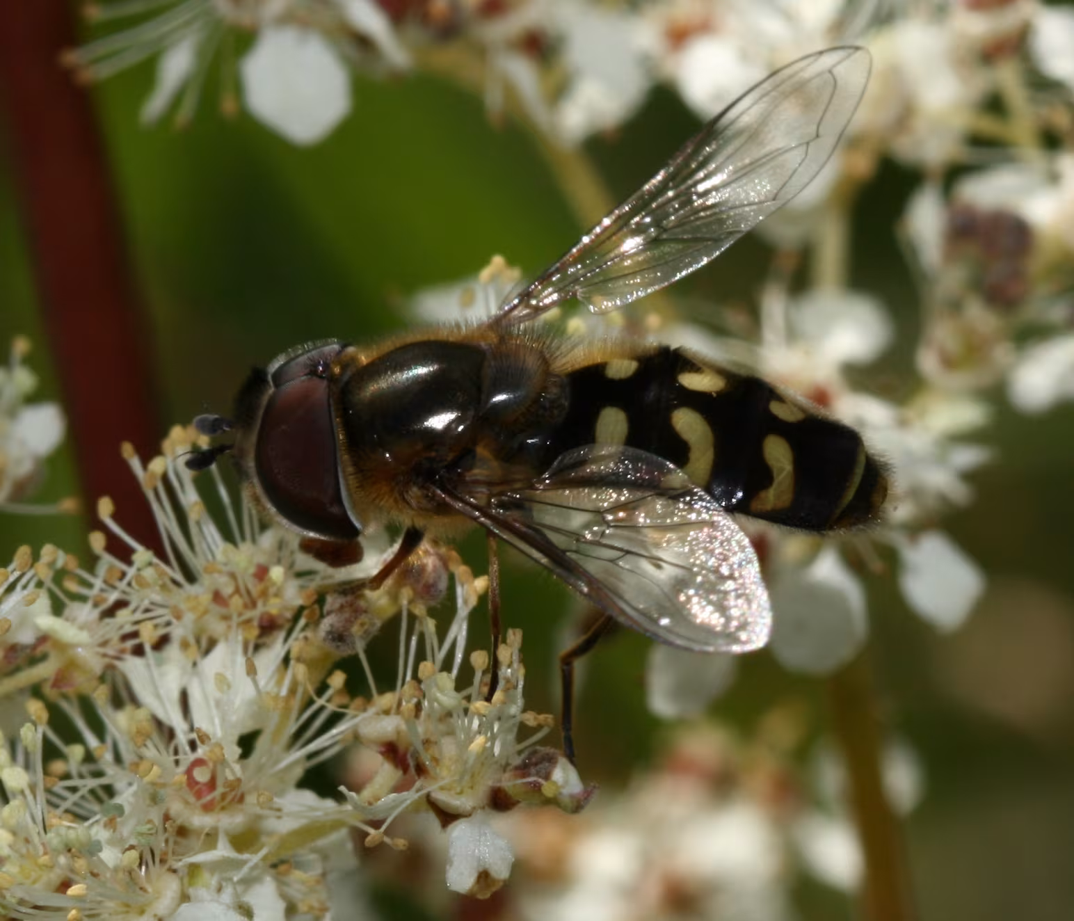 Yellow-bowed Smoothwing