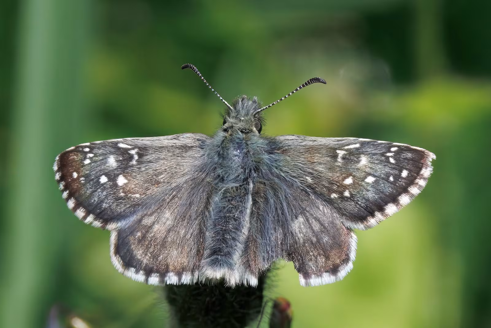 Pyrgus cacaliae