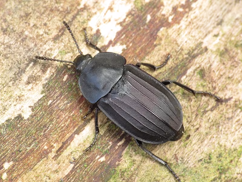 Silpha tristis