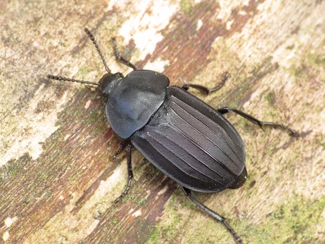 Silpha tristis