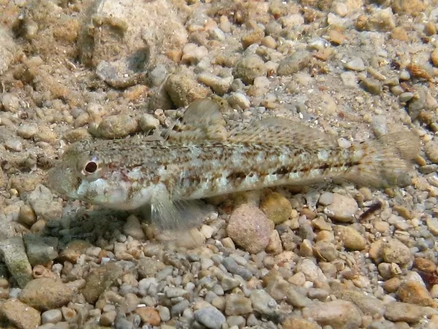 Roule's Goby