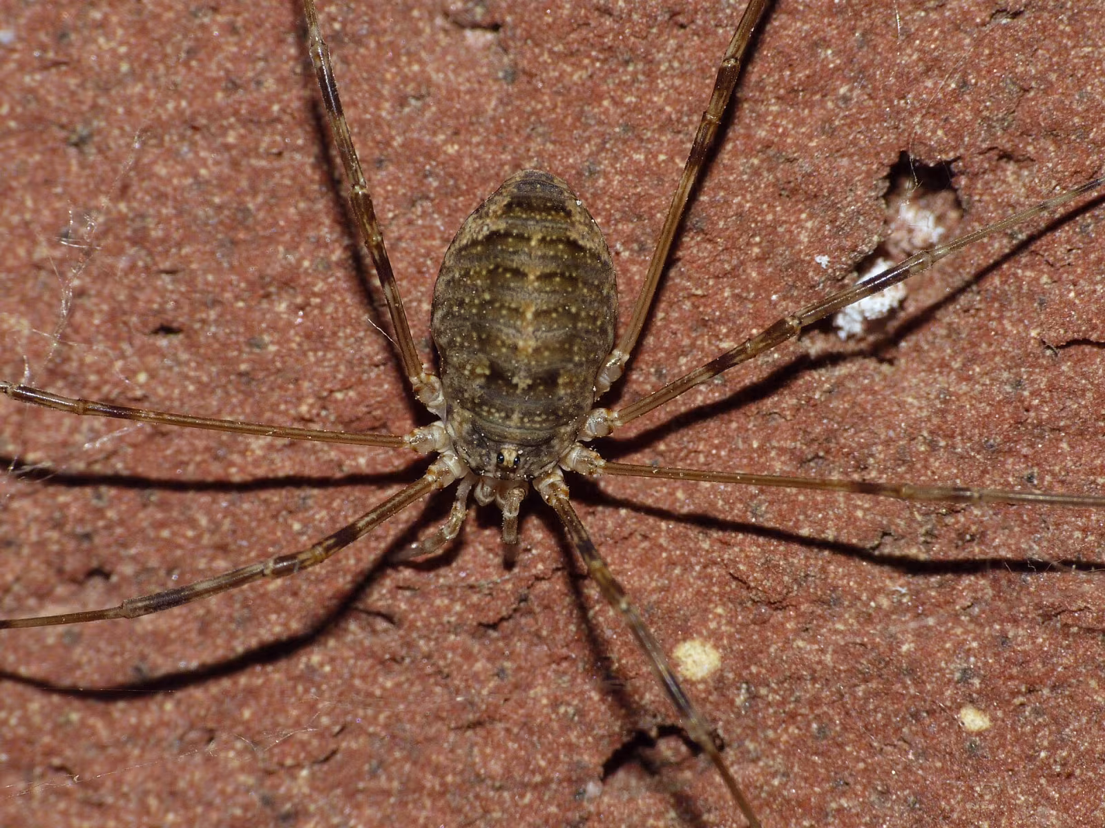 Opilio parietinus