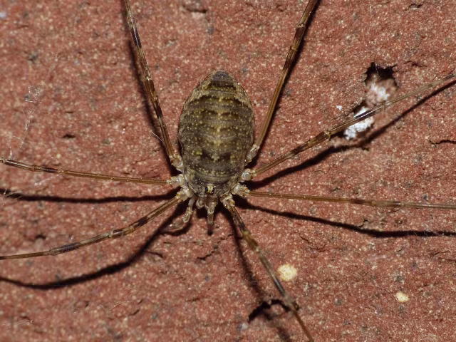 Opilio parietinus