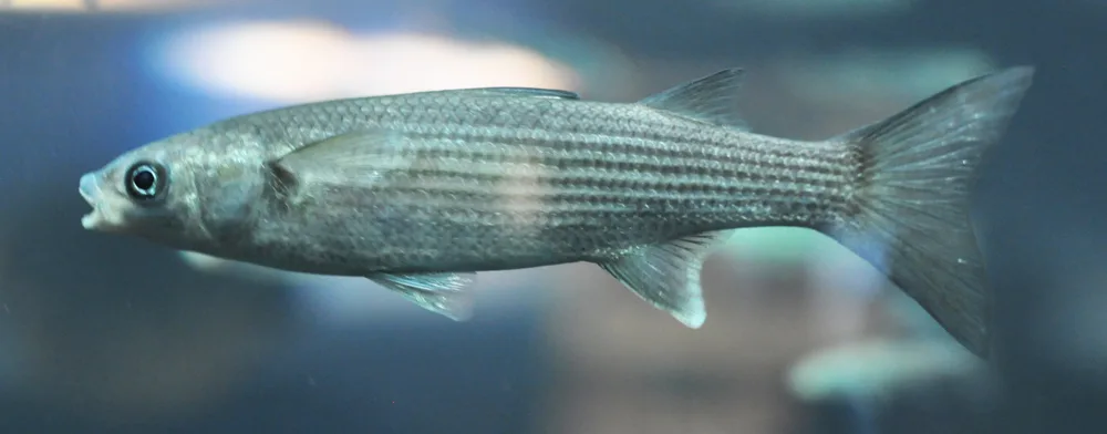 Cefalo verzelata