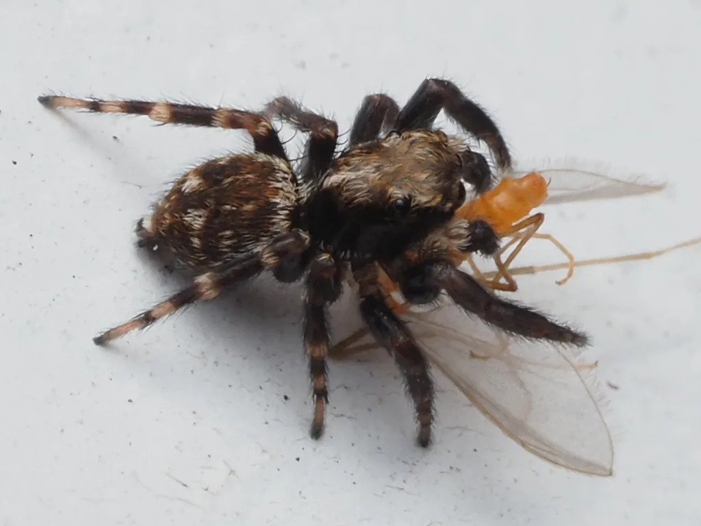 Pseudeuophrys erratica