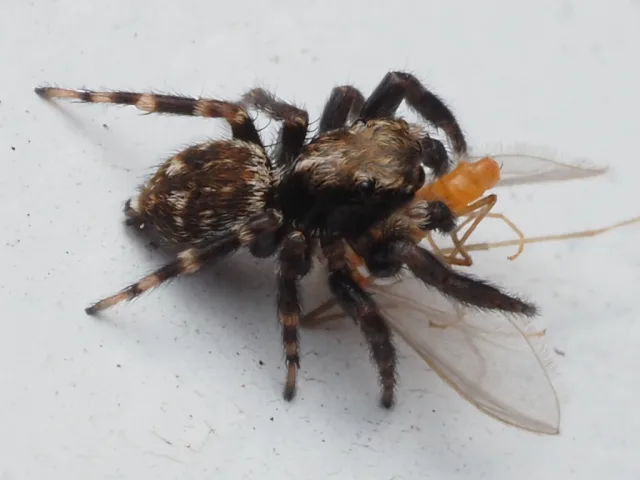 Pseudeuophrys erratica