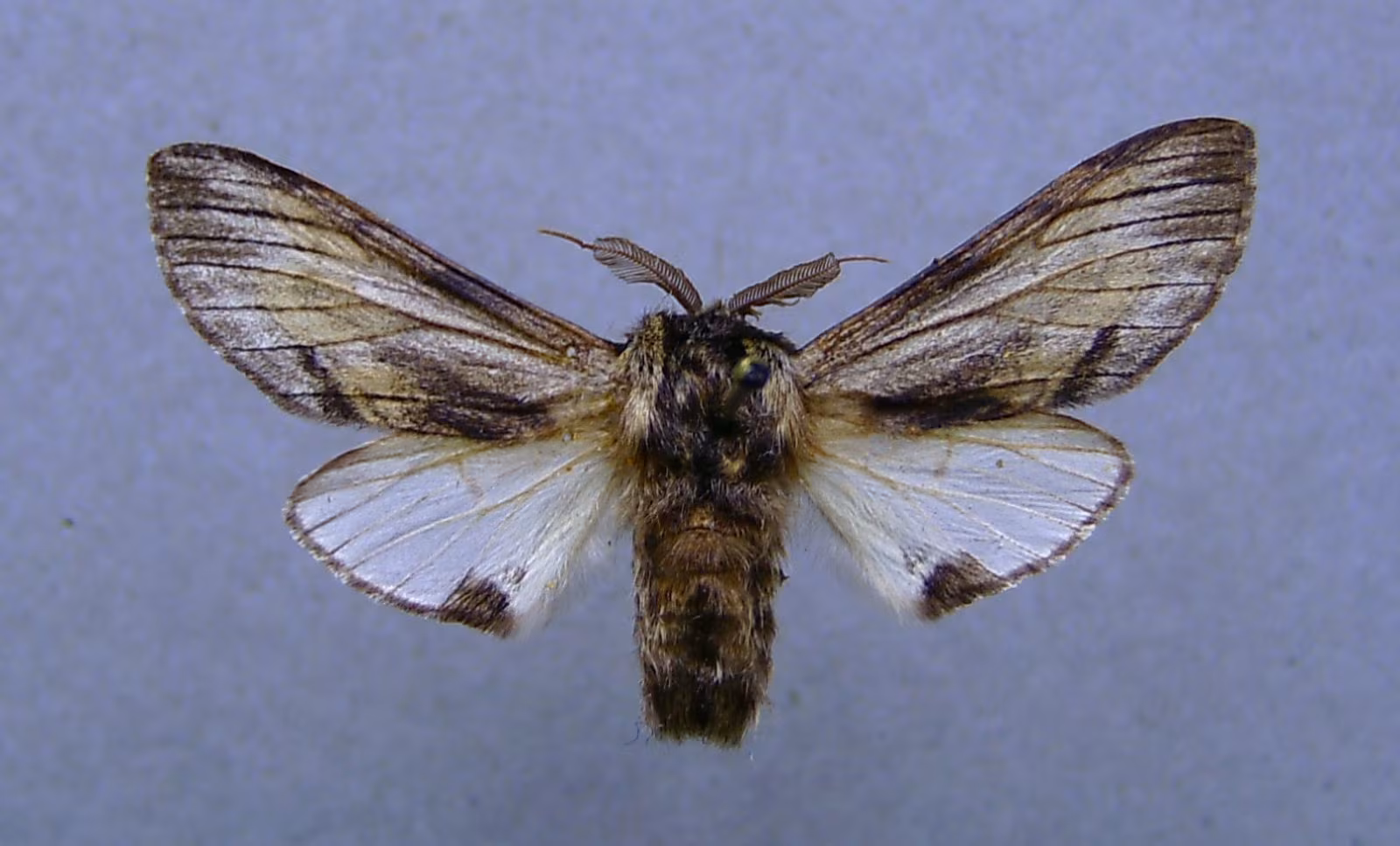 Harpyia milhauseri