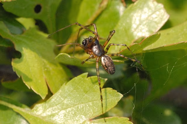 Neriene montana
