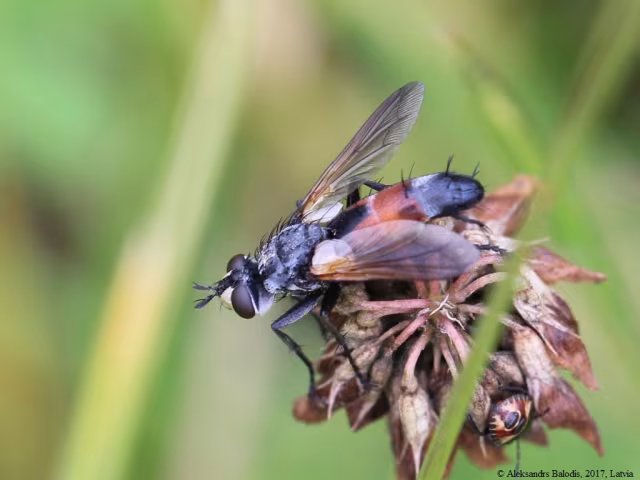 Cylindromyia intermedia