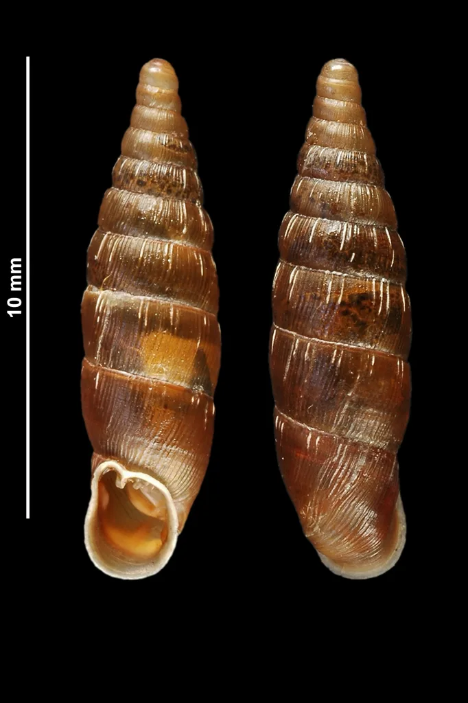 Macrogastra mellae
