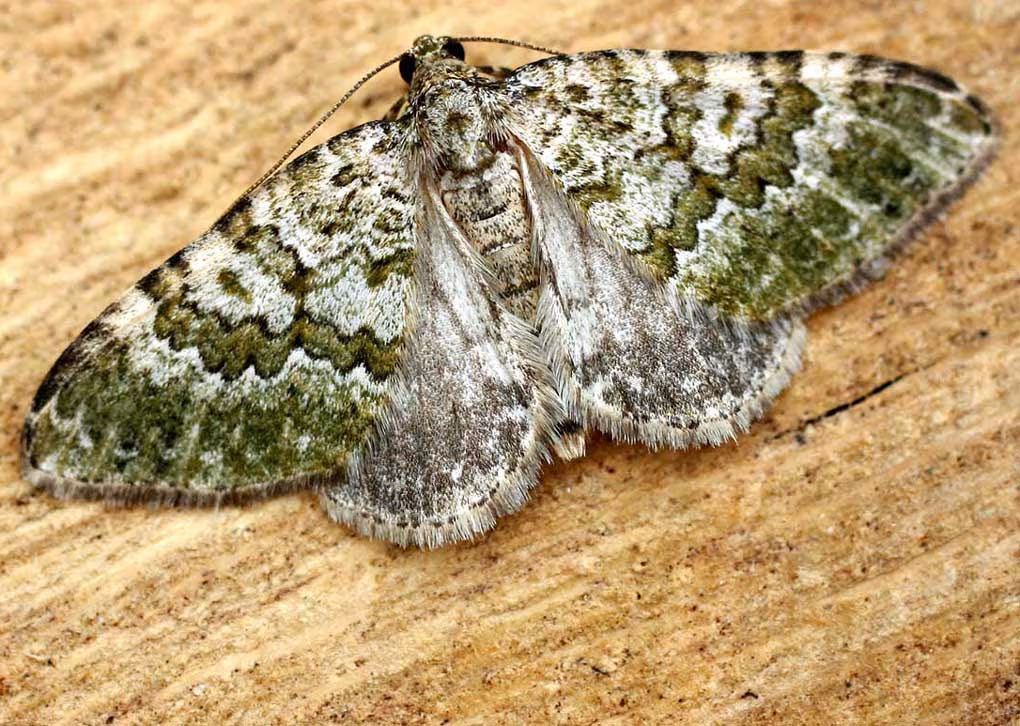 Euphyia frustata