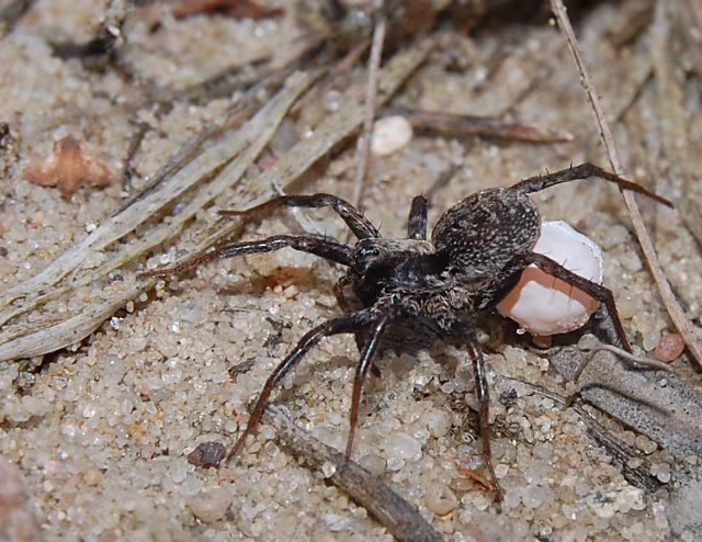Xerolycosa miniata