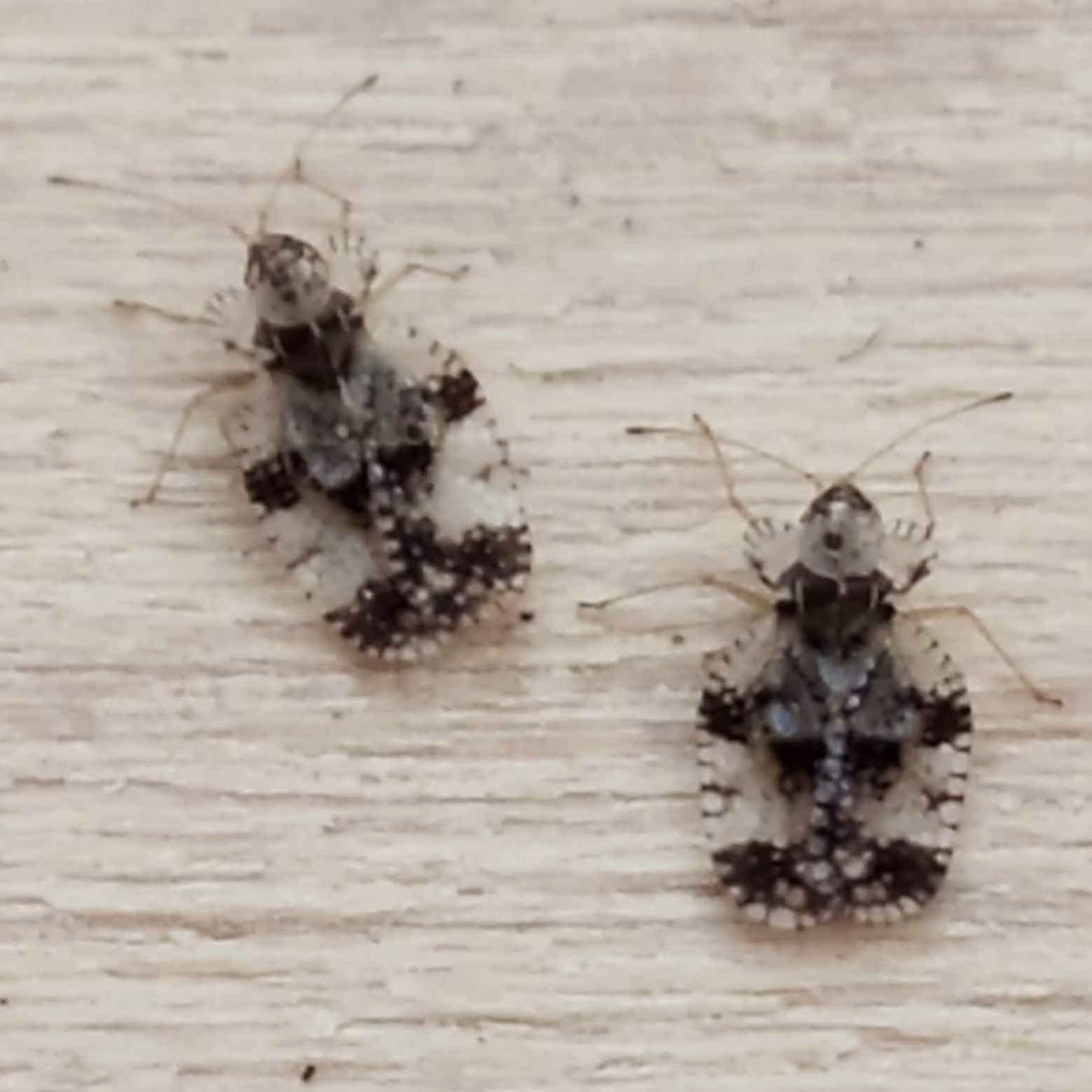 Stephanitis pyri