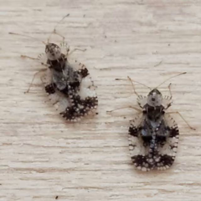 Stephanitis pyri