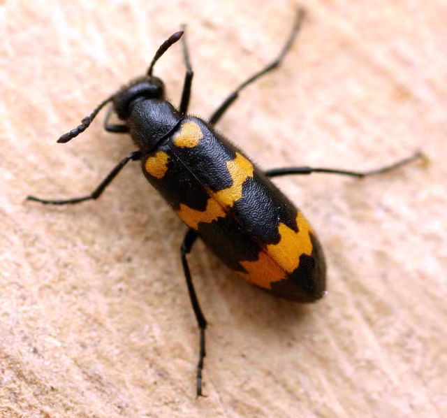 Mylabris variabilis