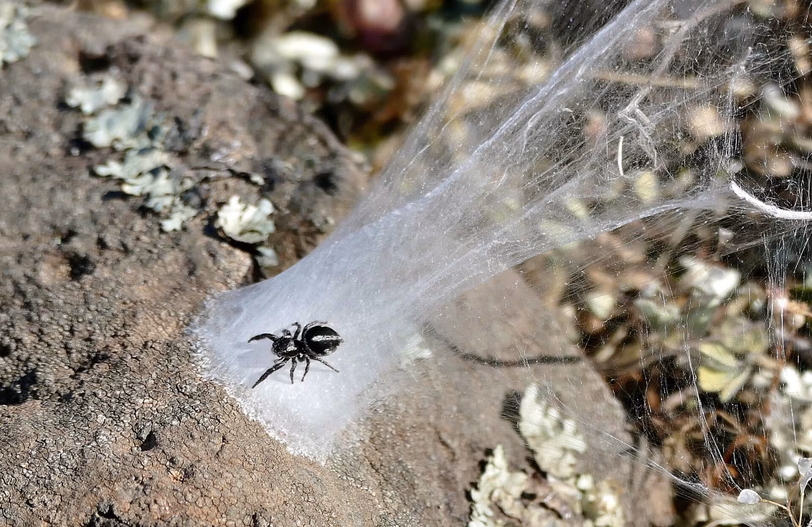 Pellenes geniculatus