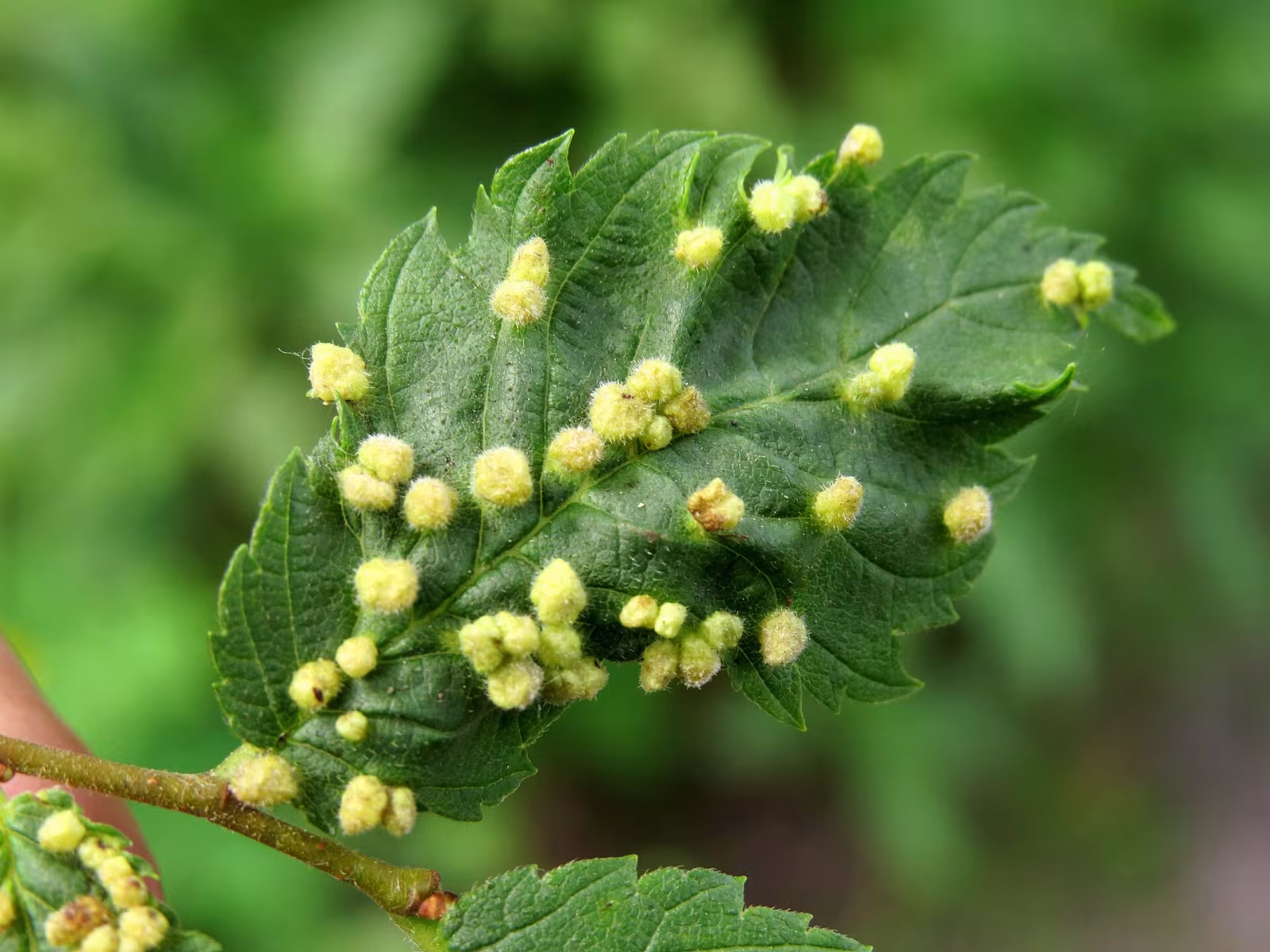 Elm Leaf Gall Mite