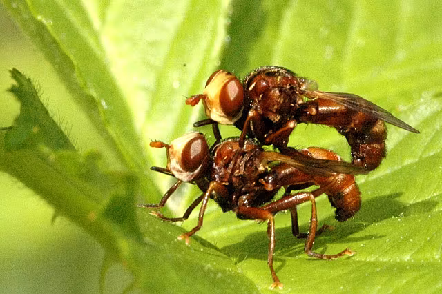 Ferruginous Bee-Grabber