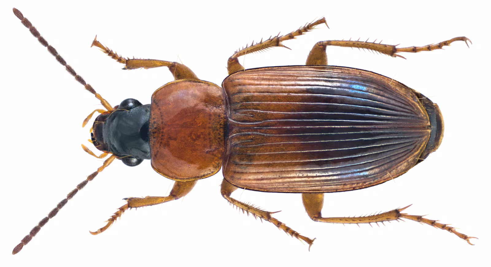 Stenolophus teutonus