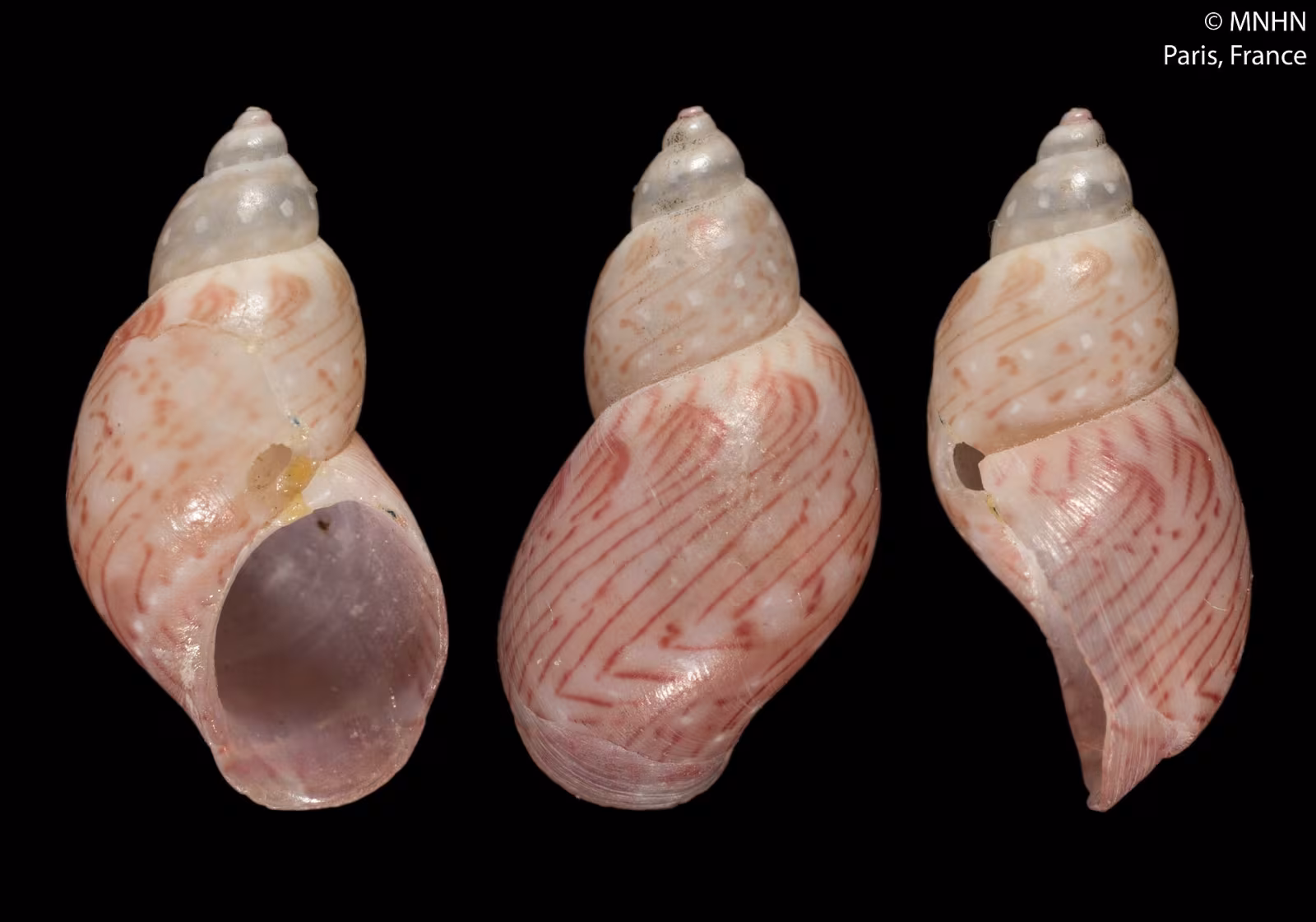 Tricolia speciosa