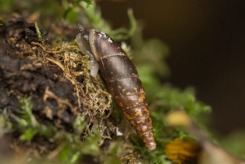 Plaited Door-snail