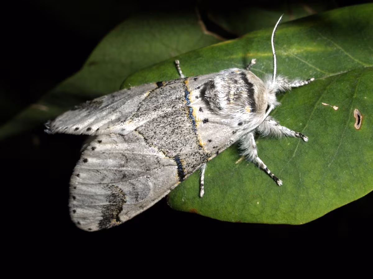 Furcula bifida