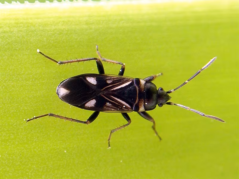 Raglius alboacuminatus