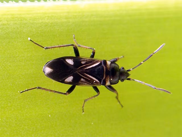 Raglius alboacuminatus