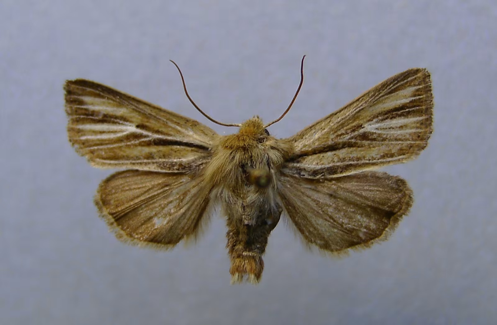 Mythimna anderreggii