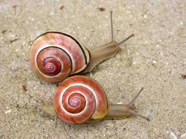 Chiocciola nemorale