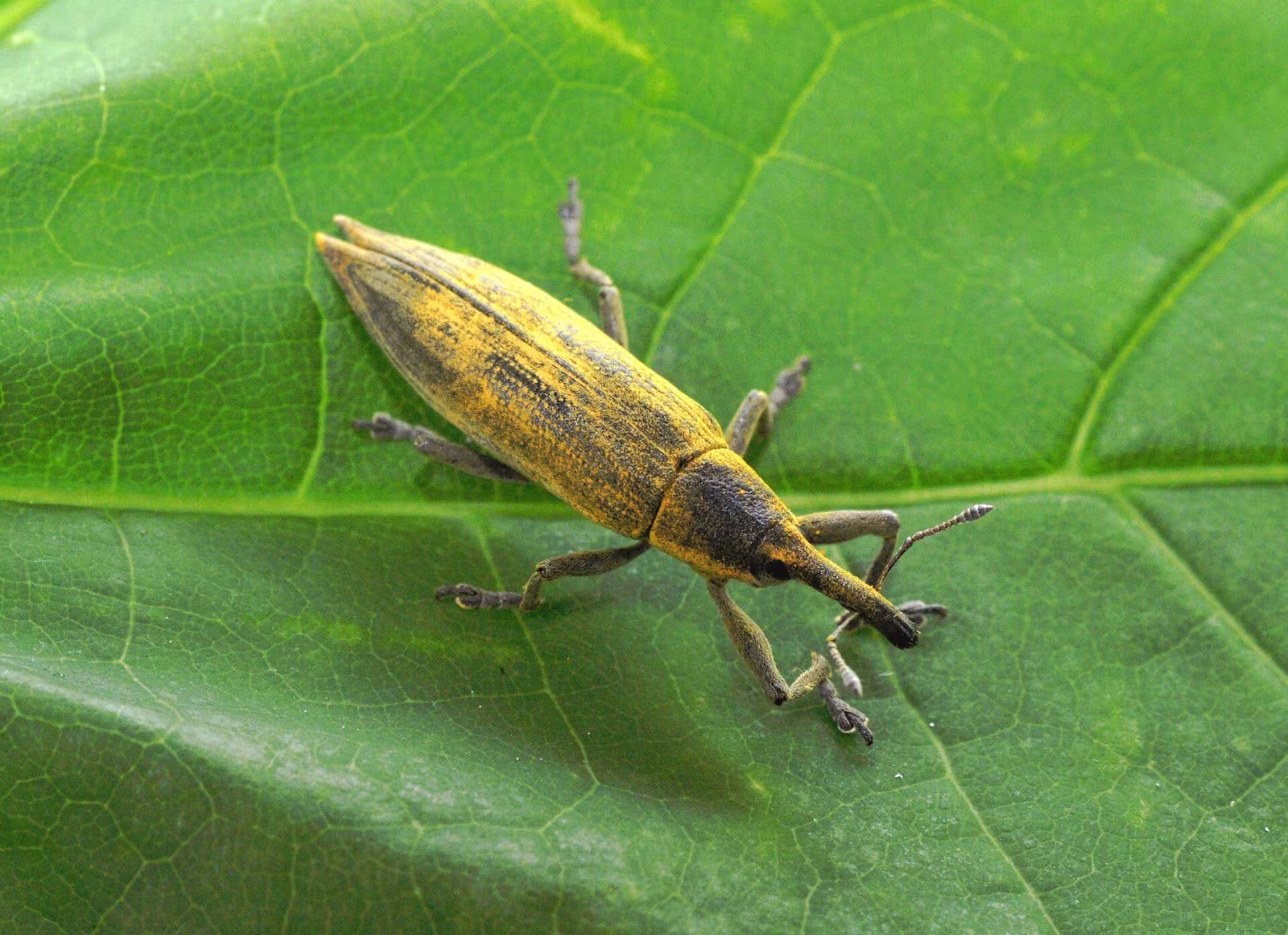 Lixus iridis
