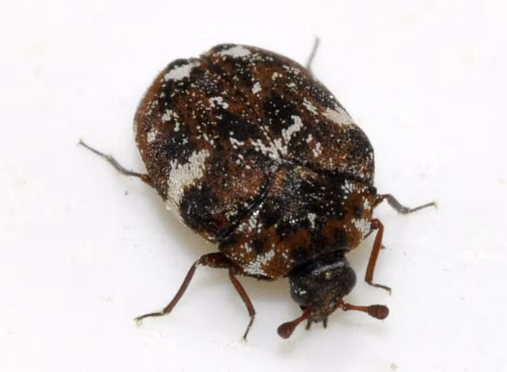 Anthrenus angustefasciatus