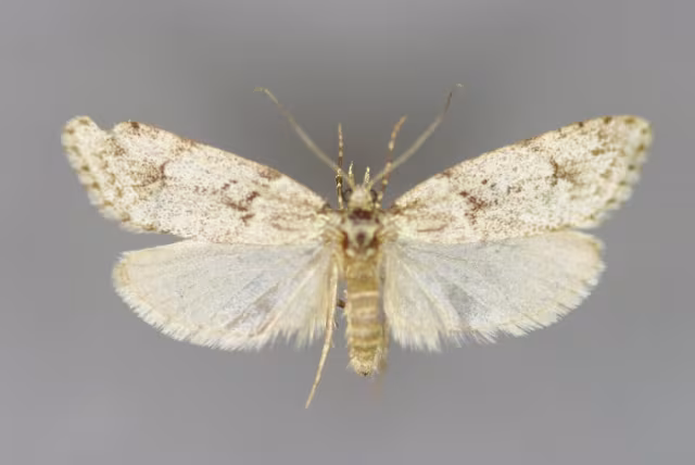 Diurnea fagella