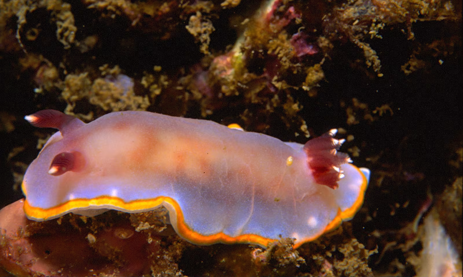 Rudmania purpurea