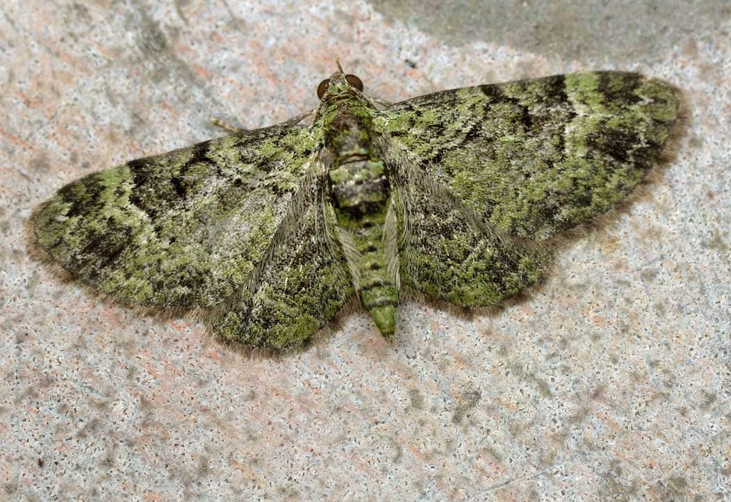 Pasiphila rectangulata