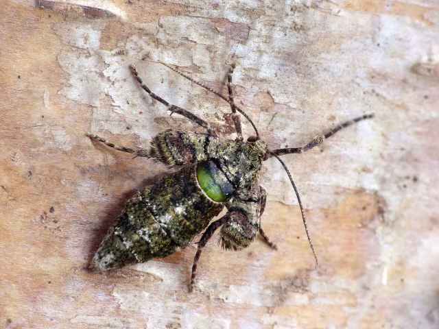 Agriopis marginaria