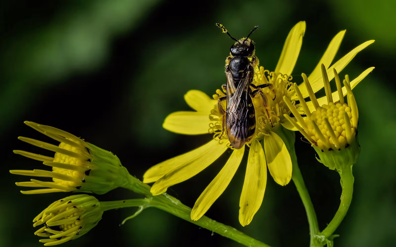 Halictus rubicundus