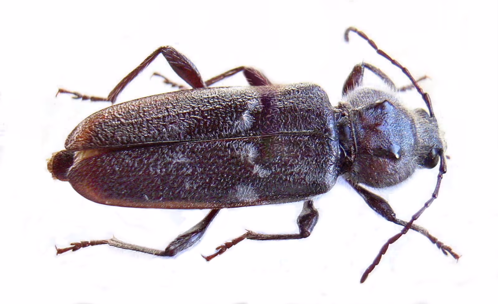 House Longhorn