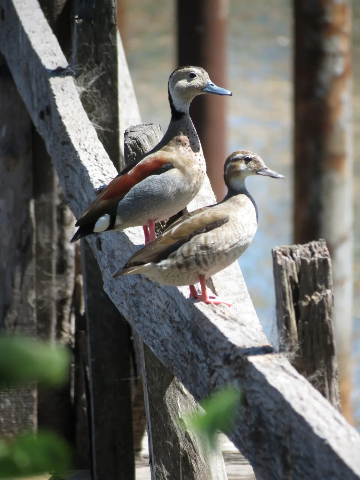 Ringed Teal