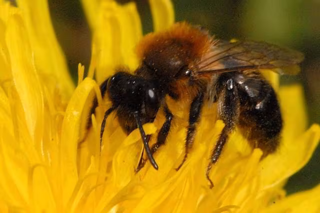 Cliff Mining Bee