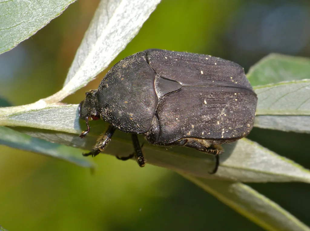 Protaetia morio