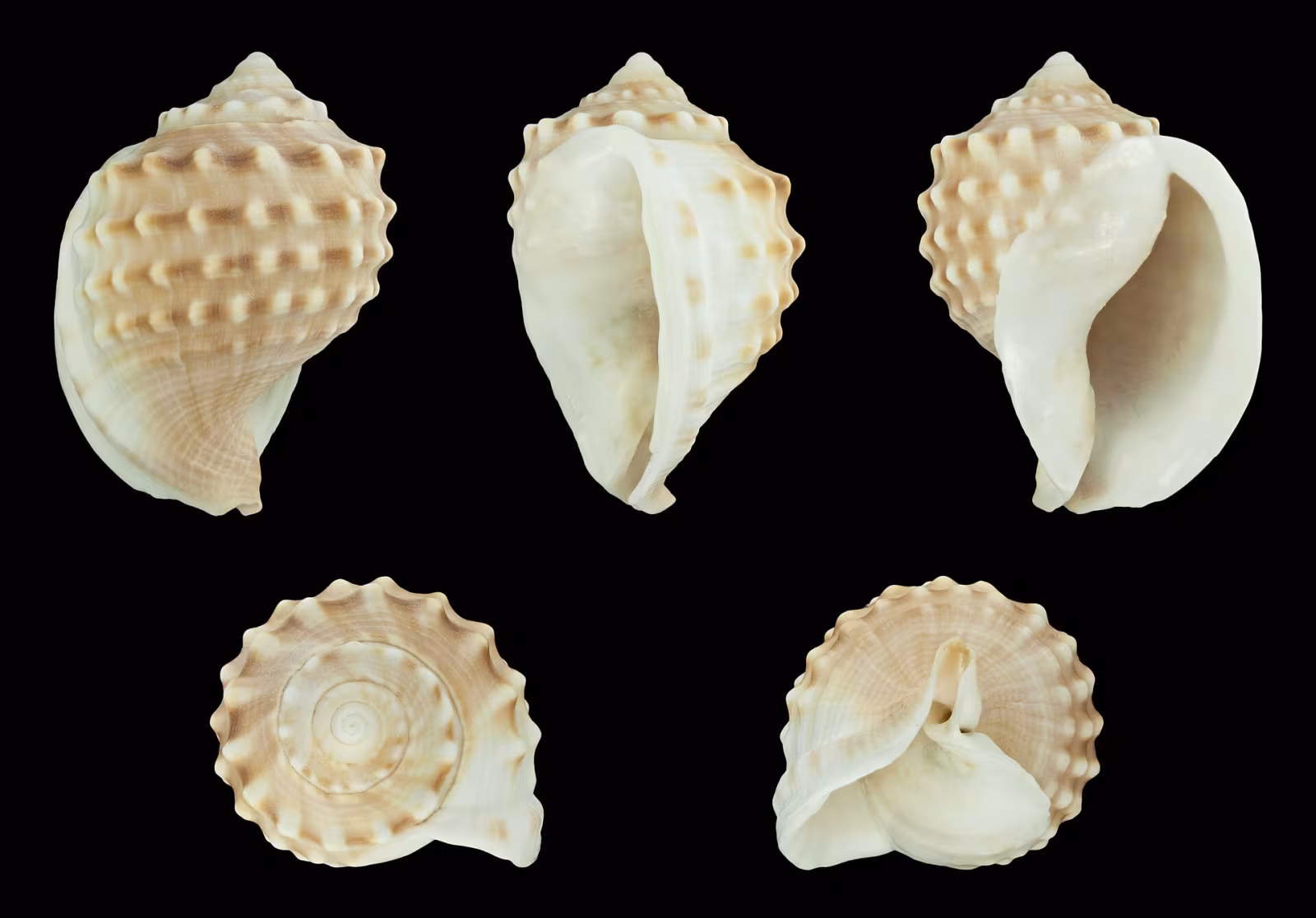 Elmetto tubercolato