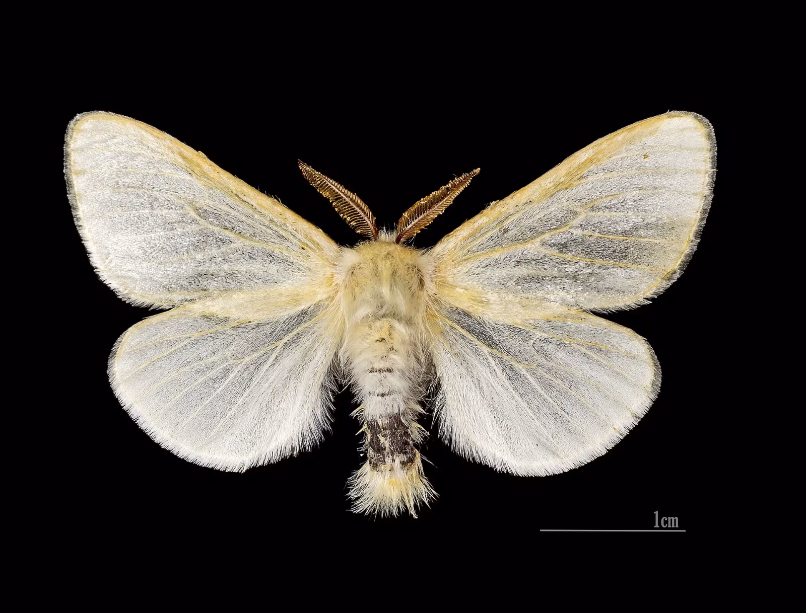 Leucoma salicis