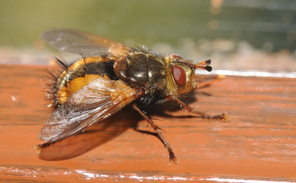 Tachina fera