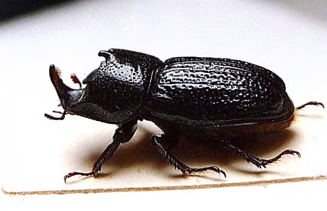 Sinodendron cylindricum