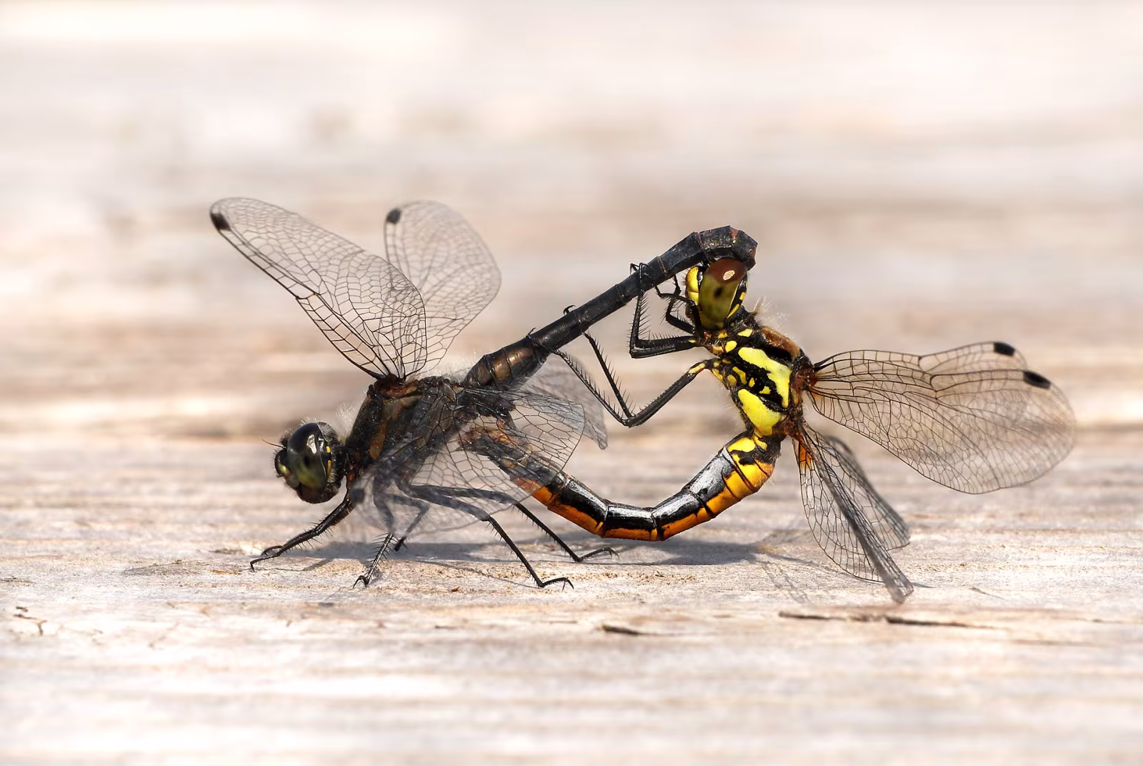 Black Meadowhawk