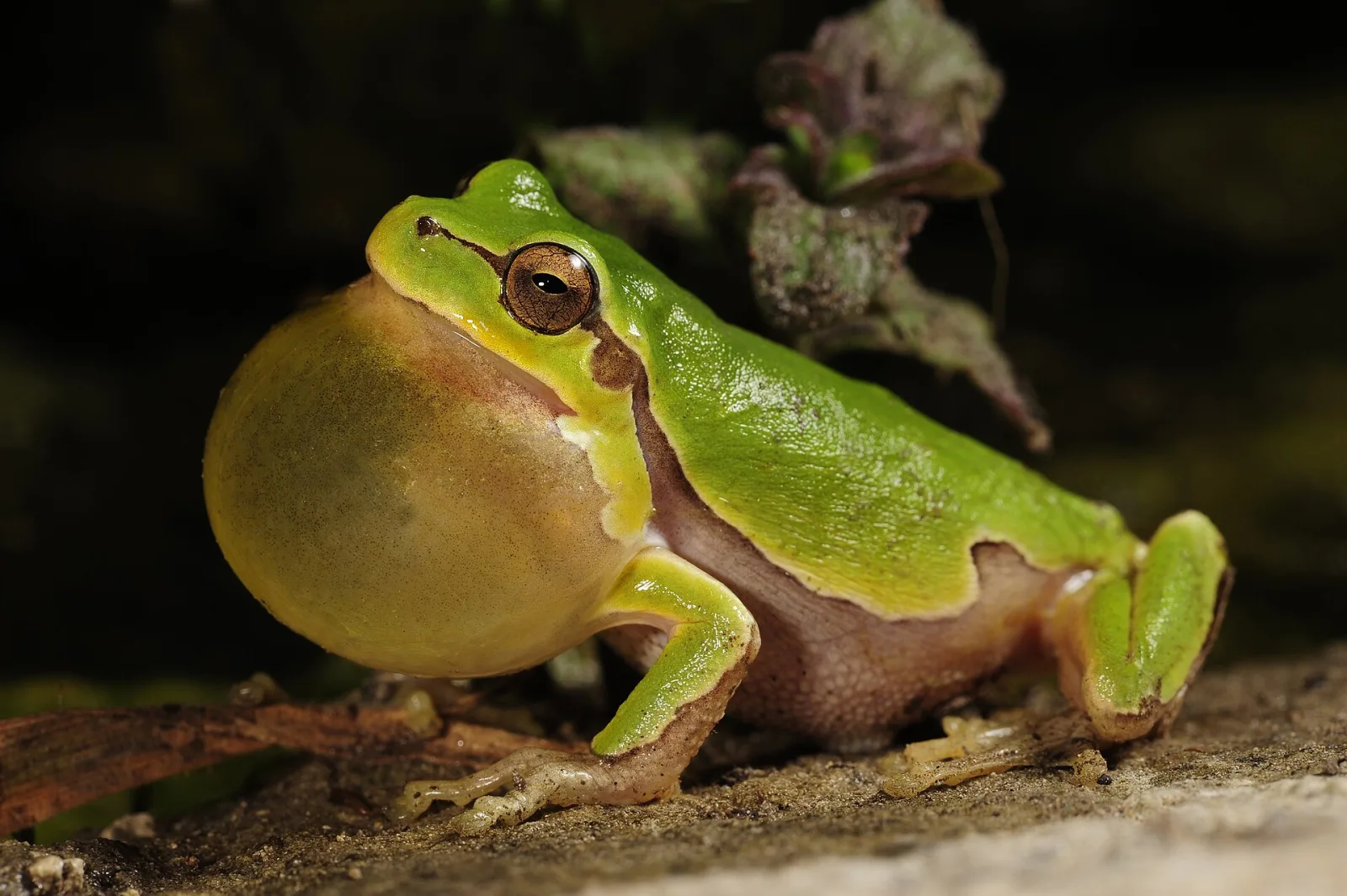 Italian Tree Frog