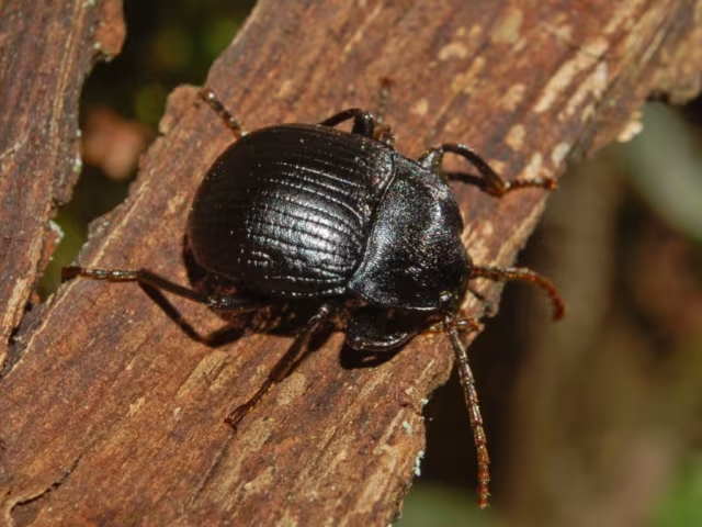 Accanthopus velikensis