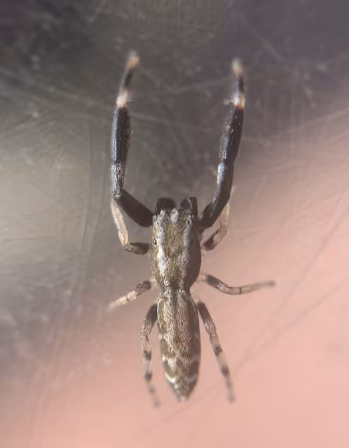 Marpissa nivoyi